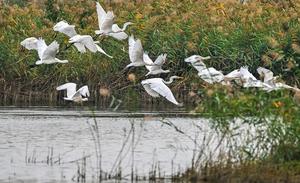 china-shanxi-yuncheng-lago-salado-aves-101002026101475000321