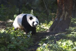 china-sichuan-baoxing-ecoturismo-tematico-sobre-pa-101002026101875000171