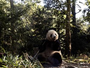china-sichuan-panda-gigante-conservacion-101002026101875000179