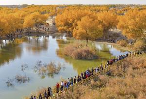 china-xinjiang-hotan-bosque-de-populus-euphratica--101002026102275000203