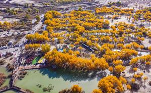 china-xinjiang-hotan-bosque-de-populus-euphratica--101002026102275000204