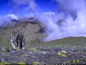 china-xizang-lhasa-leopardos-de-las-nieves-protecc-101002026102375000254