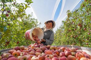 china-yunnan-zhaotong-industria-de-la-manzana-desa-101002026102075000316