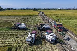 china-zhejiang-jiaxing-cosecha-de-arroz-101002026102875000312