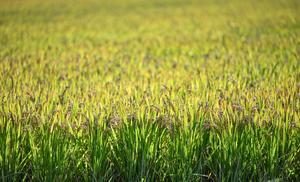 china-zhejiang-jiaxing-cosecha-de-arroz-101002026102875000321