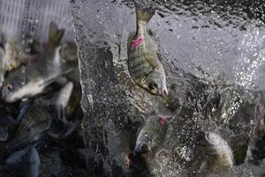 china-zhejiang-ningbo-liberacion-de-peces-101002026102875000314