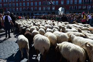 espana-madrid-fiesta-de-la-trashumancia-101002026102675000106