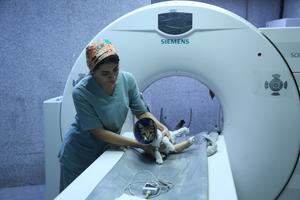 iran-teheran-primer-hospital-para-mascotas-101002026101475000144