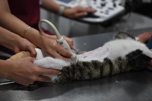 iran-teheran-primer-hospital-para-mascotas-101002026101475000149