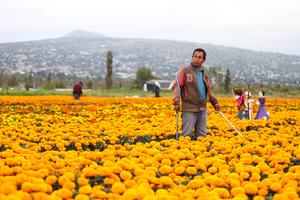 mexico-ciudad-de-mexico-dia-de-muertos-preparativo-101002026102475000145