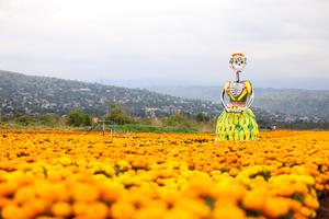 mexico-ciudad-de-mexico-dia-de-muertos-preparativo-101002026102475000146
