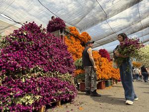 mexico-ciudad-de-mexico-dia-de-muertos-preparativo-101002026102475000394