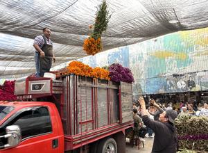 mexico-ciudad-de-mexico-dia-de-muertos-preparativo-101002026102475000399