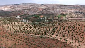 siria-alepo-cosecha-de-aceitunas-101002026102275000181
