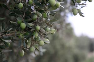 siria-alepo-cosecha-de-aceitunas-101002026102275000182