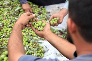 siria-alepo-cosecha-de-aceitunas-101002026102275000184