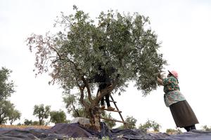 siria-alepo-cosecha-de-aceitunas-101002026102275000185