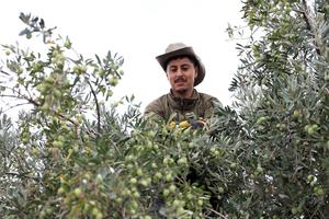 siria-alepo-cosecha-de-aceitunas-101002026102275000186