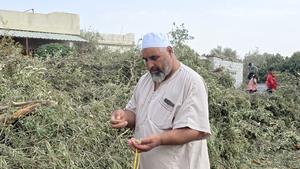 siria-quneitra-olivares-israel-dano-101002026102675000111