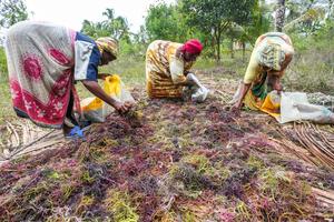 tanzania-zanzibar-cultivadores-de-algas-ciie-101002026102875000278