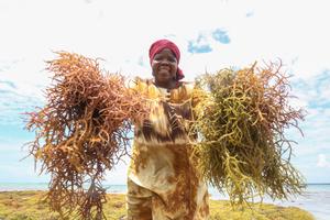 tanzania-zanzibar-cultivadores-de-algas-ciie-101002026102875000293